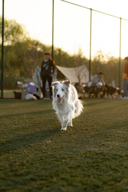 A white and gray dog is joyfully running towards the camera on a grassy field. In the background, there are people, some standing with their dogs, and tents set up, suggesting a casual outdoor gathering. The lighting indicates it is either early morning or late afternoon, casting long shadows.