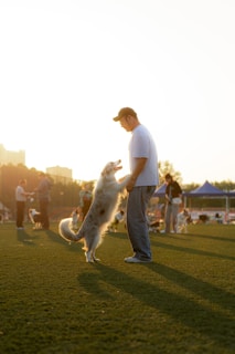 A cozy scene of a person wearing a 'Pawsitive Vibes Only' t-shirt while playing fetch with a golden retriever in the park.