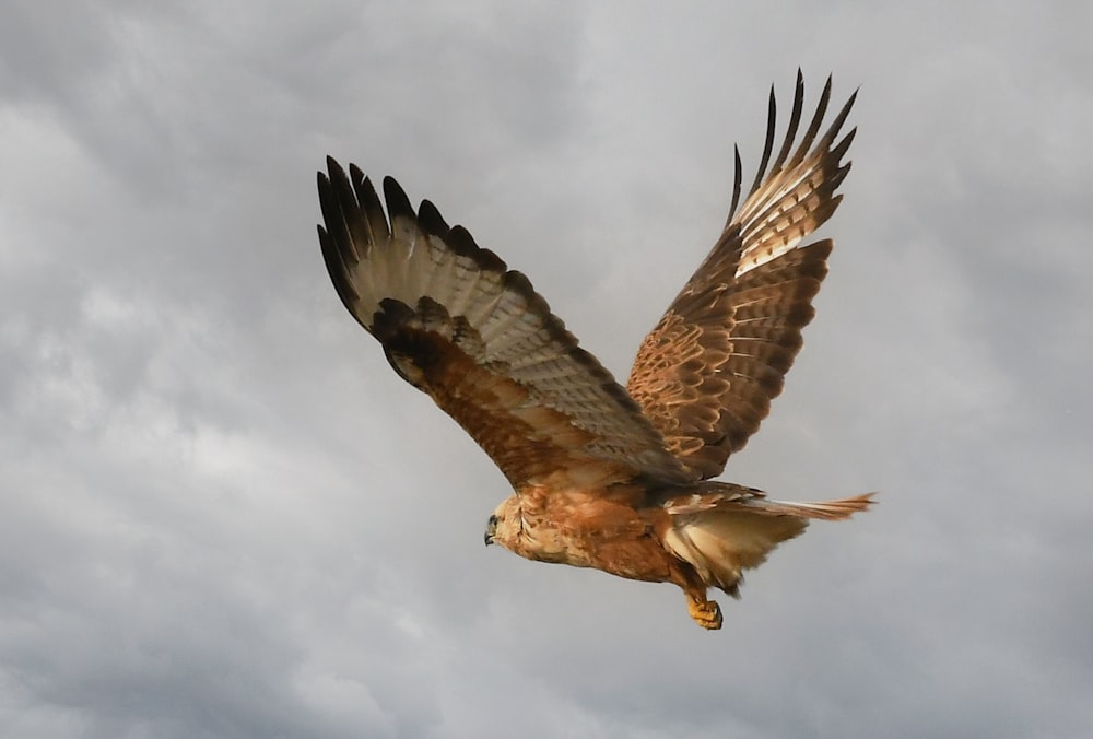 a large bird of prey flying through a cloudy sky