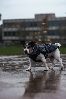 a small dog wearing a jacket on a rainy day