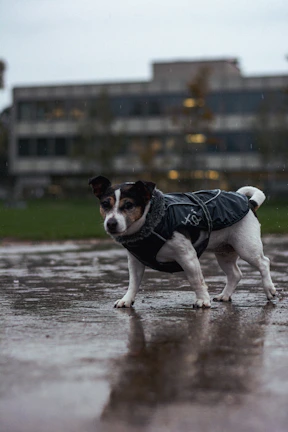 A small terrier snug in a blue pluvipaws raincoat, looking up with curious eyes under a rainy sky.