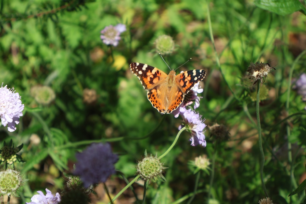 a butterfly sitting on top of a purple flower