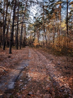 A sunlit forest path lined with tall pine trees and scattered autumn leaves.