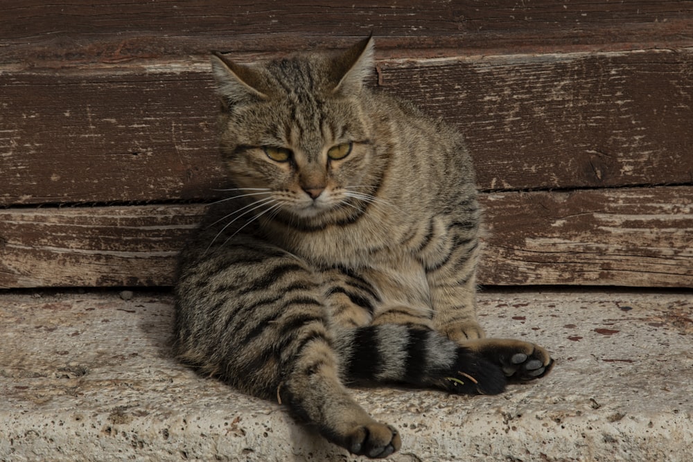 um gato listrado sentado em um degrau ao lado de uma parede de madeira