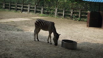 A zebra is standing on a dirt ground, leaning its head towards a metal container. The surrounding environment includes a fence and some greenery in the background, with partial sunlight casting shadows on the ground.