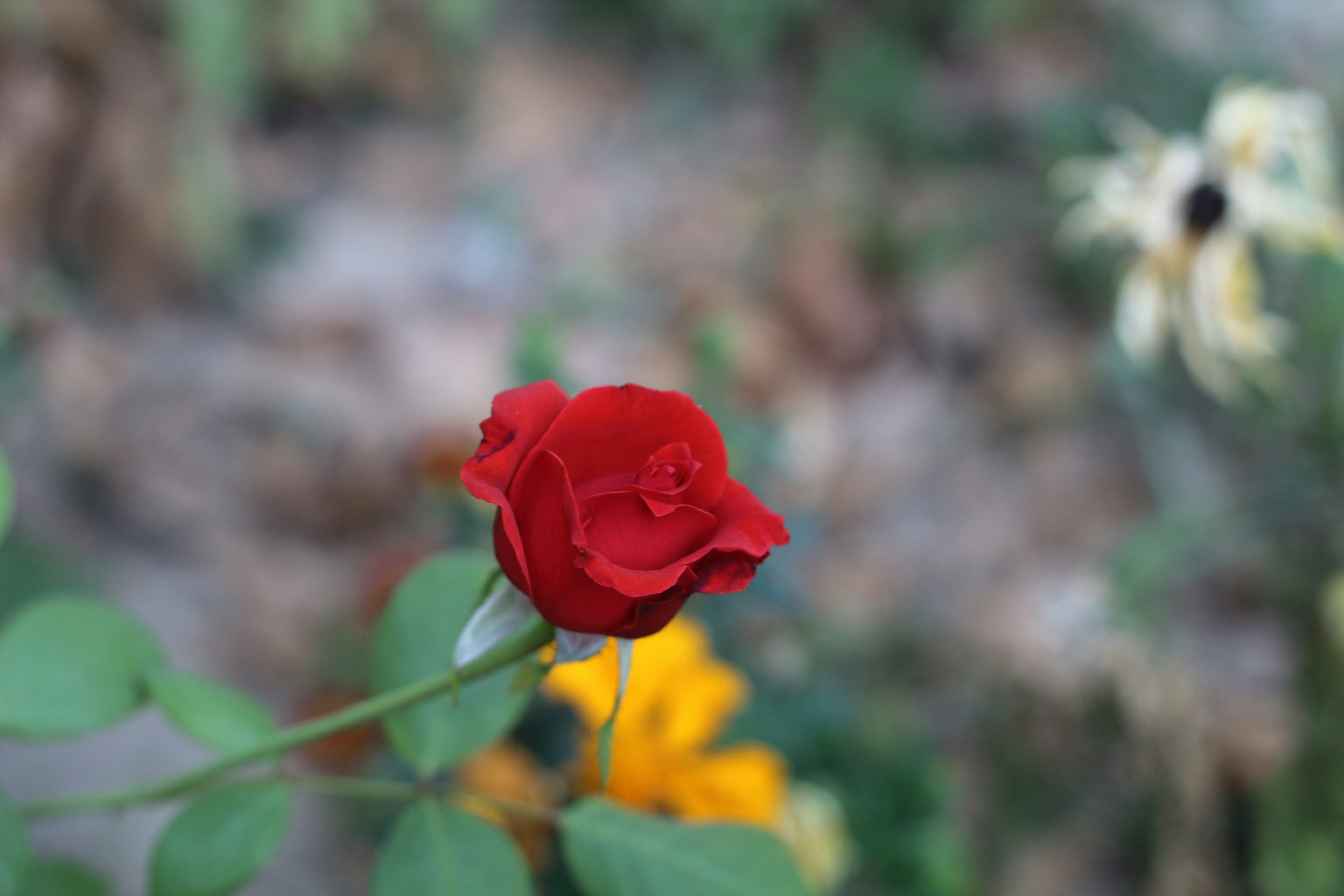 Photo by saleh_aka_jim