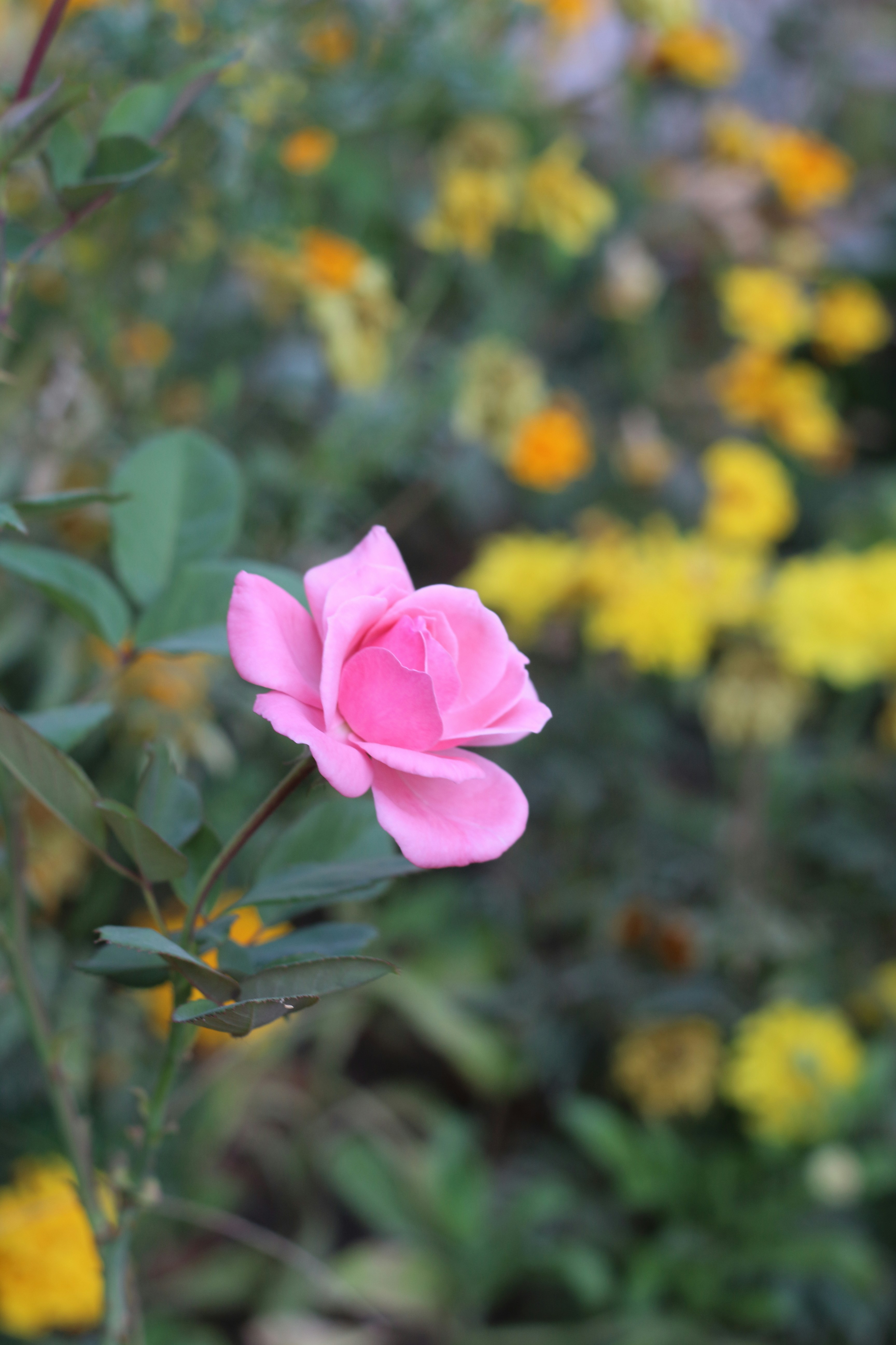 Photo by saleh_aka_jim