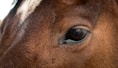 a close up of a brown horse's eye