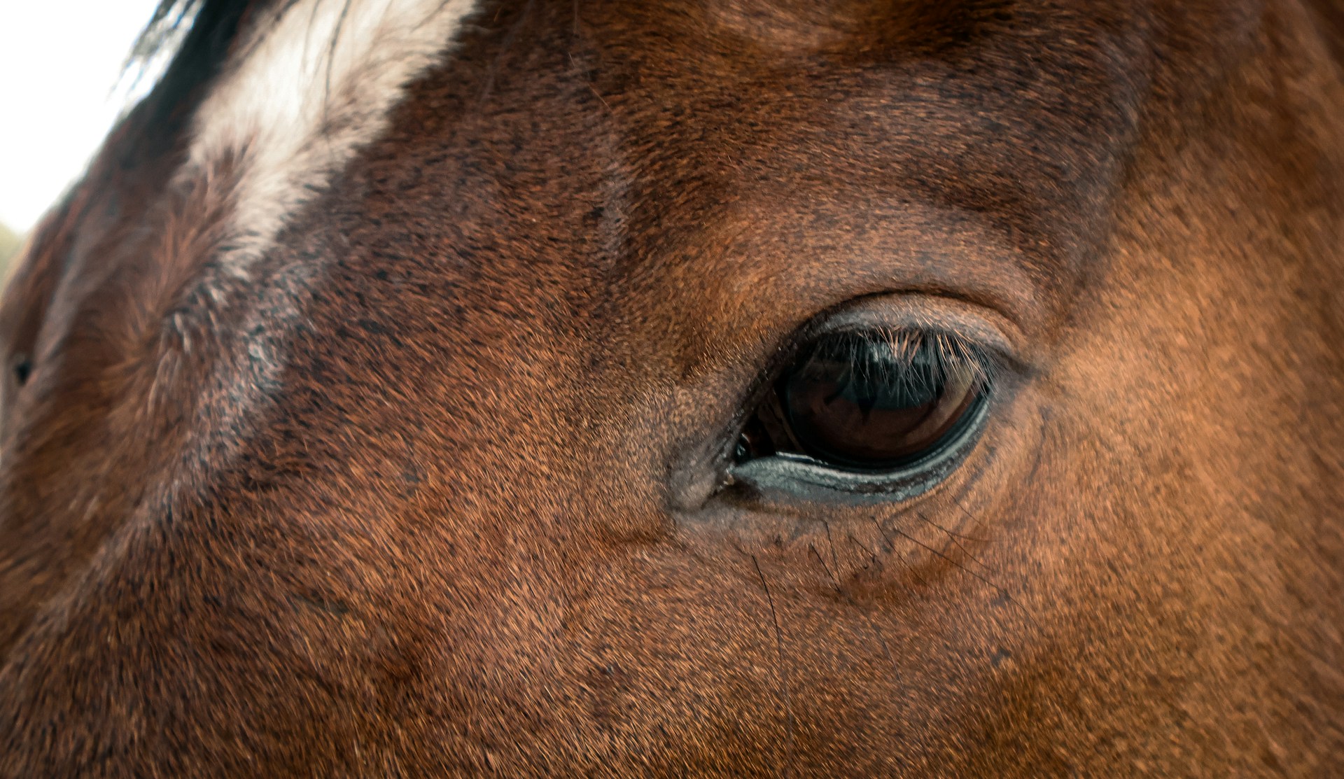 a close up of a brown horse's eye
