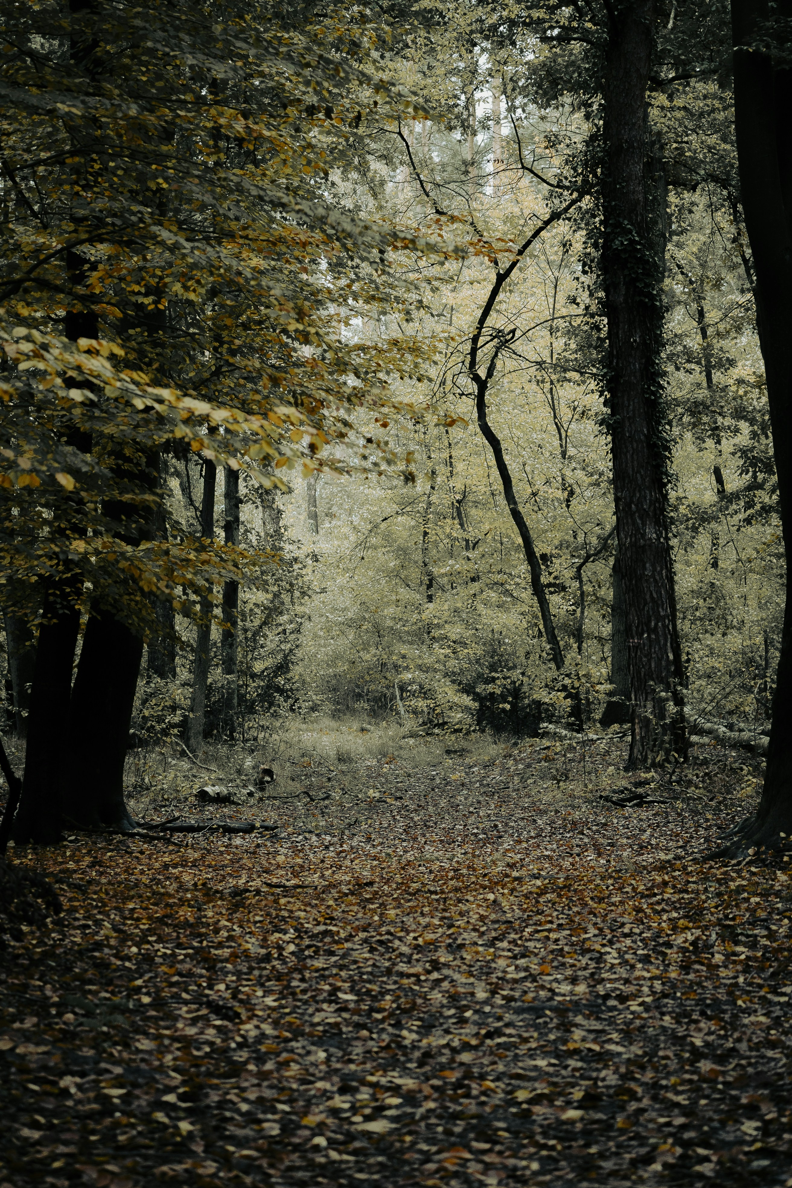 Photo by danielsphotograpic