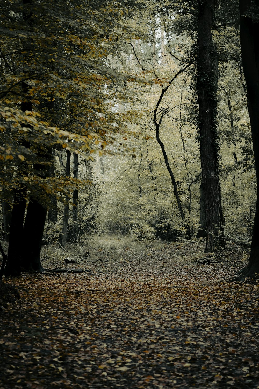 a path through a forest with lots of leaves on the ground