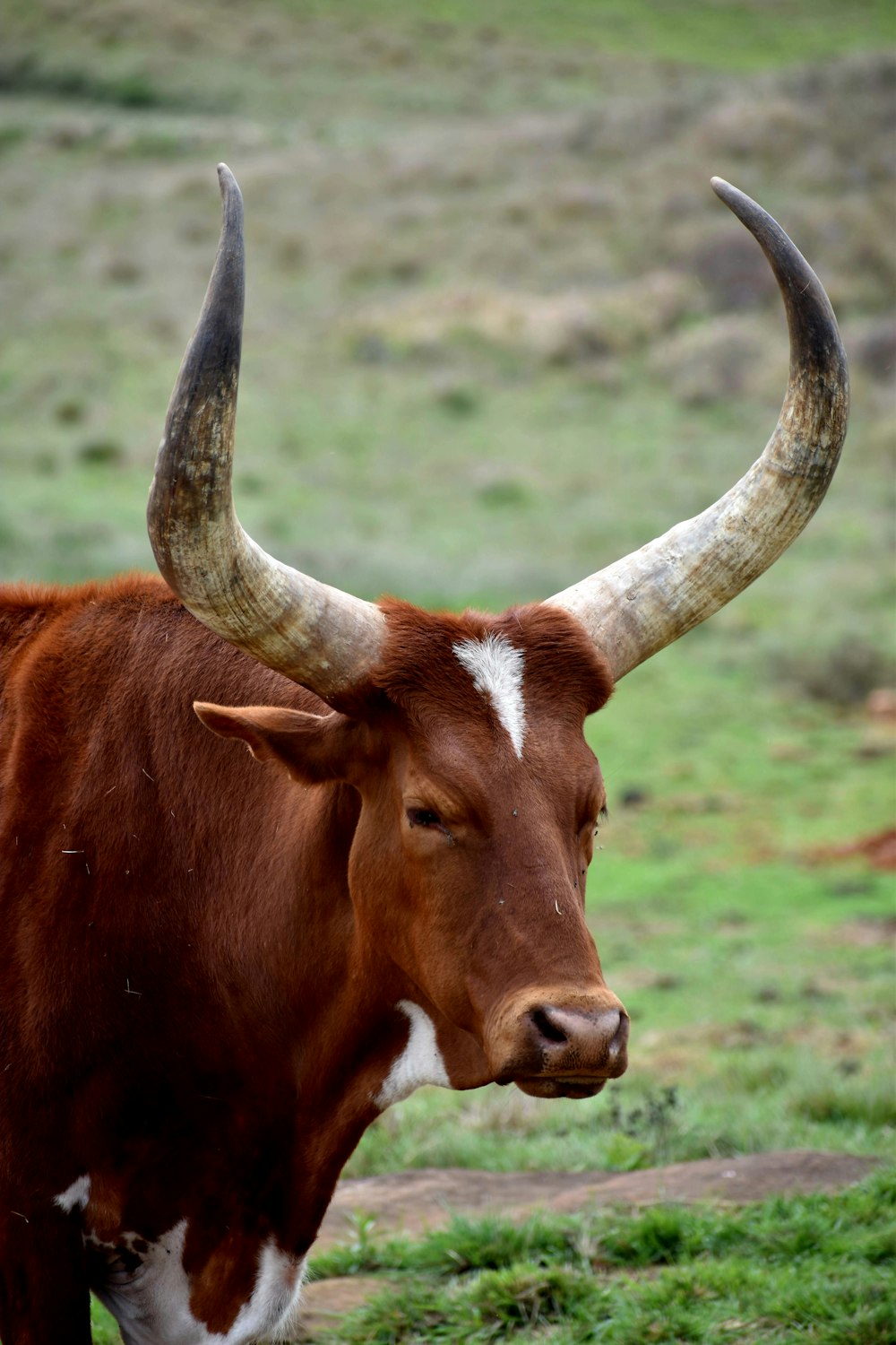 una vaca marrón con grandes cuernos de pie en un campo