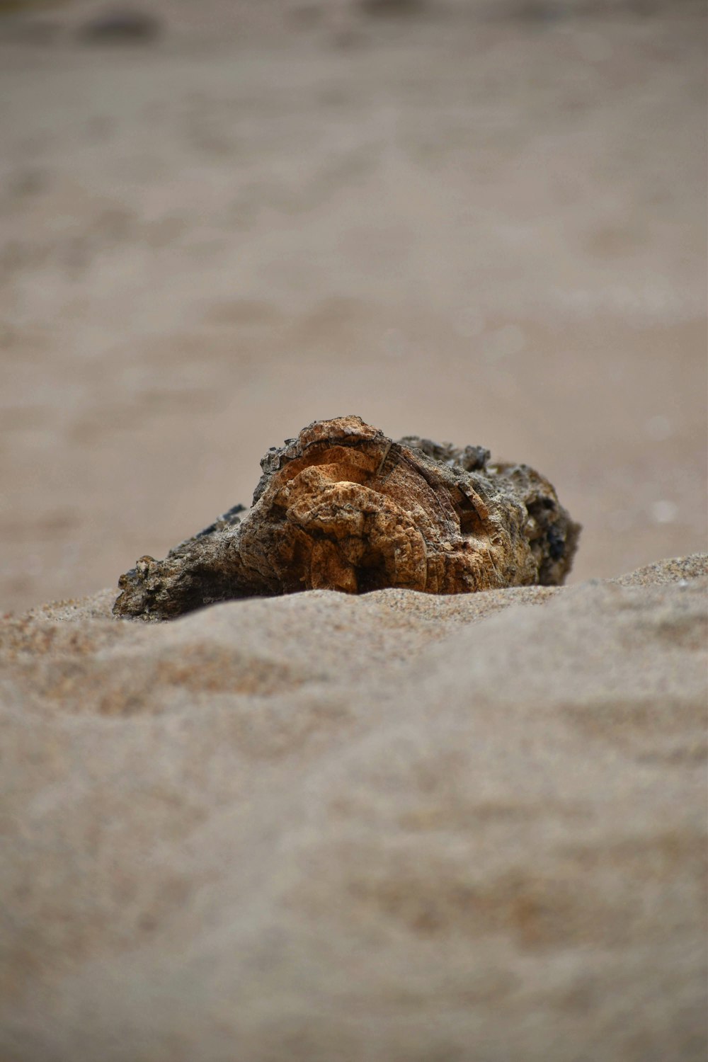 砂浜の砂から突き出た岩