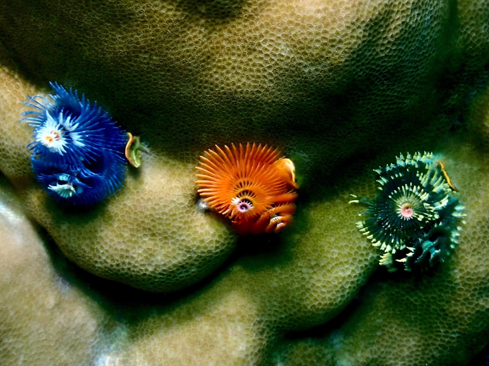 a group of sea animals sitting on top of a coral