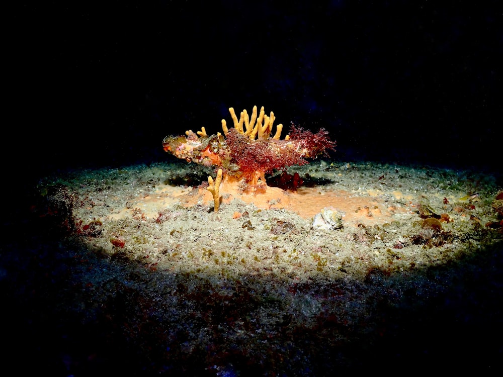 a sea coral is lit up in the dark