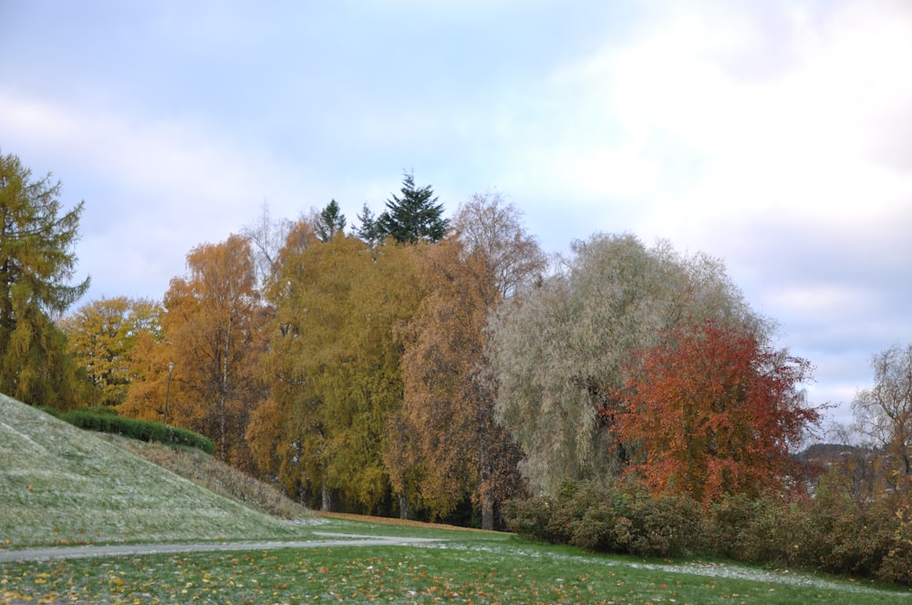 a grassy field with trees in the background