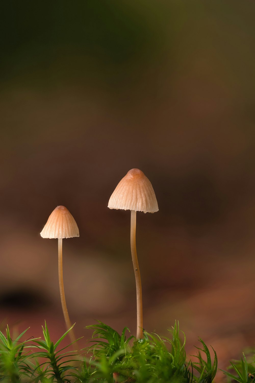 a couple of mushrooms sitting on top of a moss covered ground
