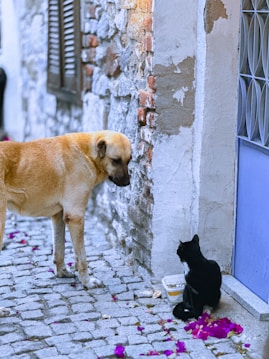 A large tan dog and a black cat are interacting in an alleyway. The street is paved with cobblestones and scattered with pink flower petals. The dog is looking down at the cat, which is sitting beside a container of food. The building wall behind them is a mix of stone and plaster.
