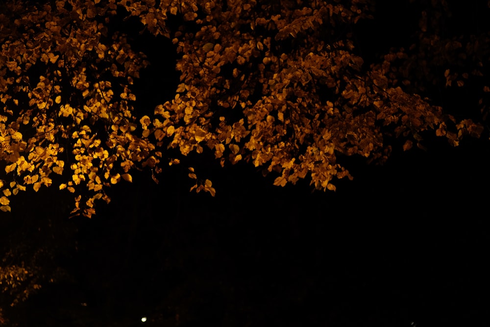 un árbol con hojas amarillas en la oscuridad