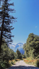 A serene mountain trail winding through dense forest under a bright blue sky.