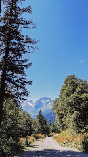 A serene mountain trail winding through dense Himalayan pine forests under a clear blue sky.