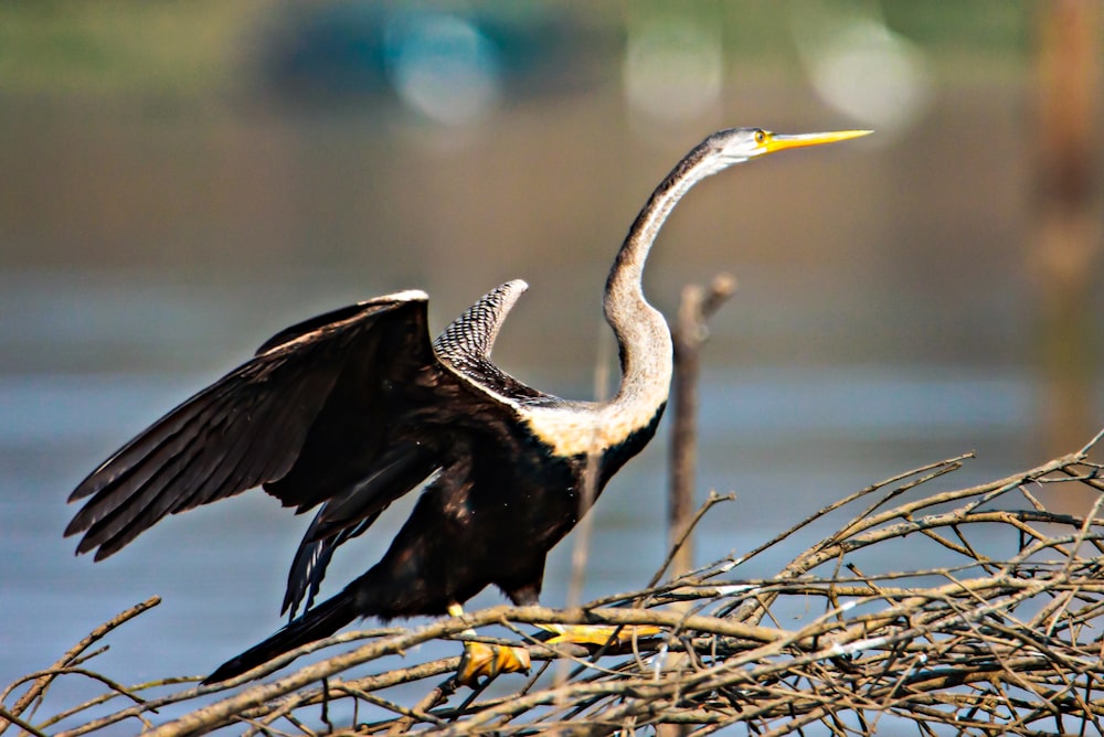 a large bird sitting on top of a tree branch