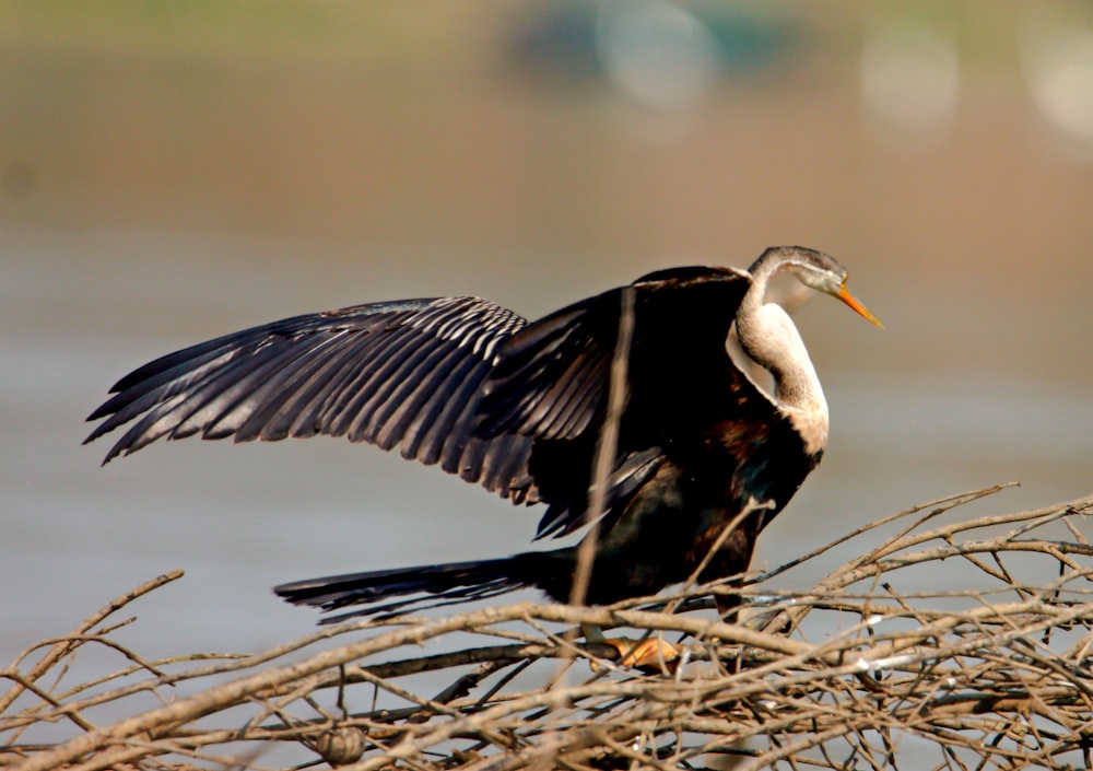 a bird with its wings spread sitting on a nest