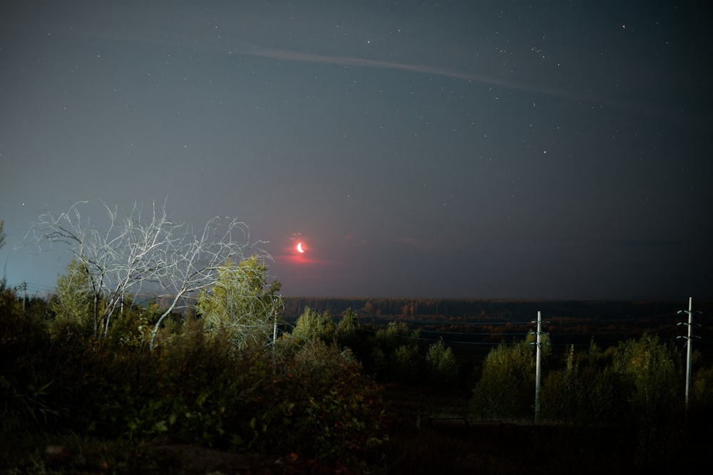 a field with trees and a sky full of stars