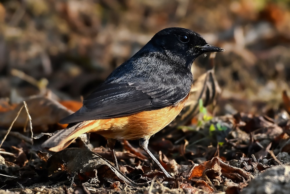 a small bird is standing on the ground