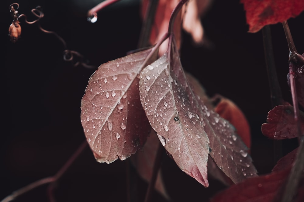 a close up of a leaf with drops of water on it