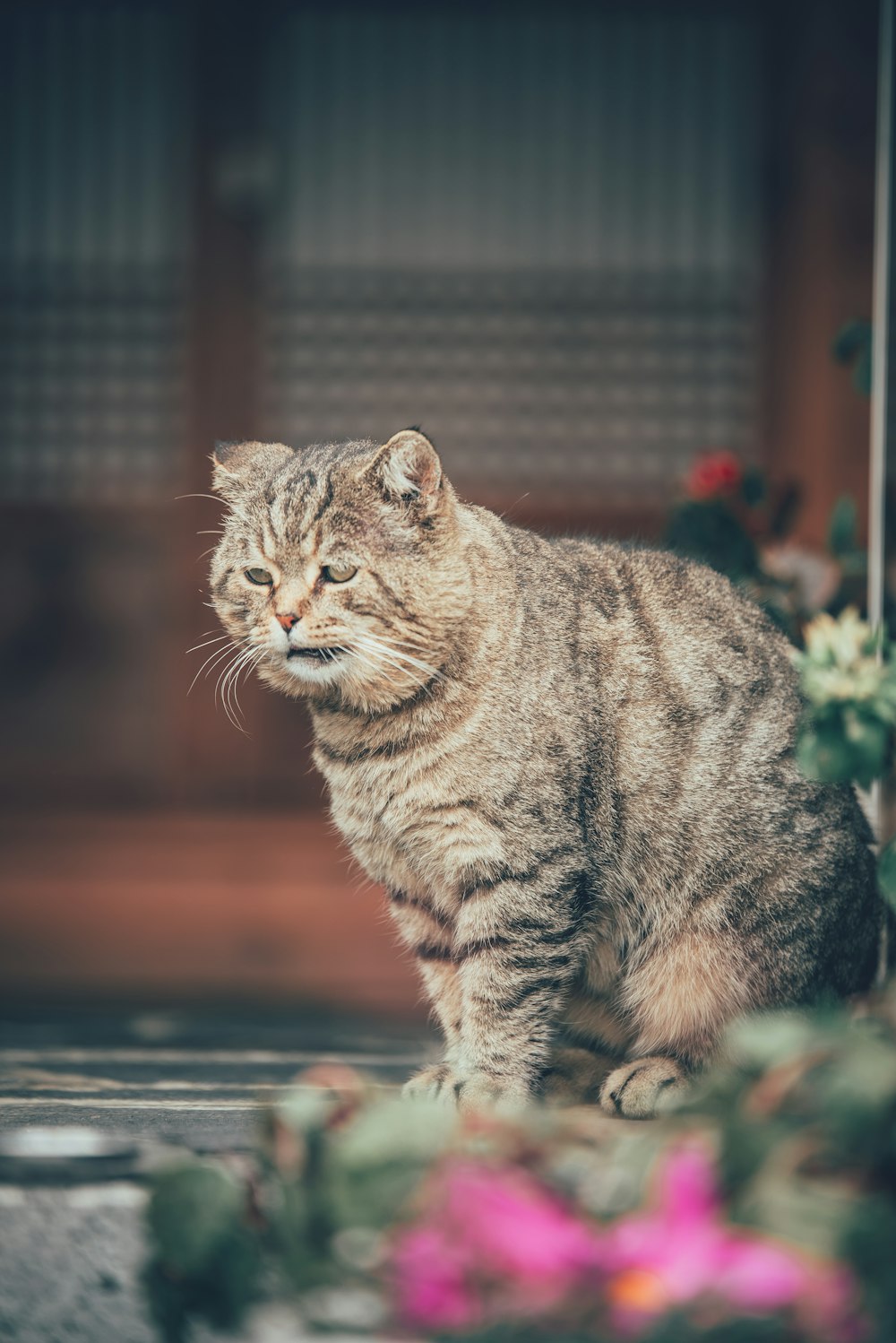 a cat that is sitting on the ground