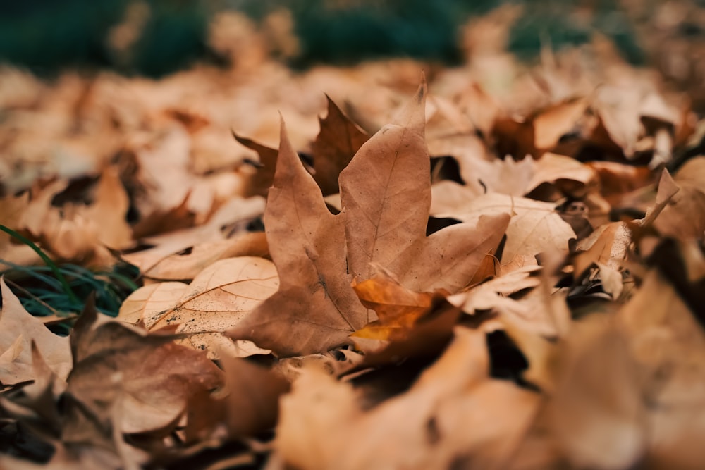 a leaf laying on top of a pile of leaves