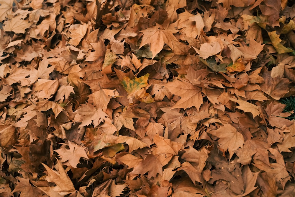 a bunch of leaves that are laying on the ground