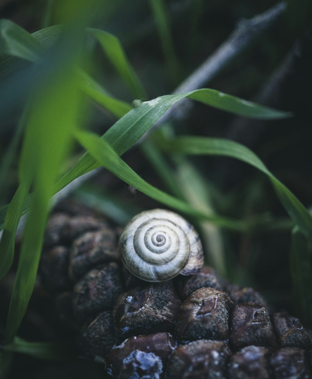 a snail is sitting on top of a pine cone