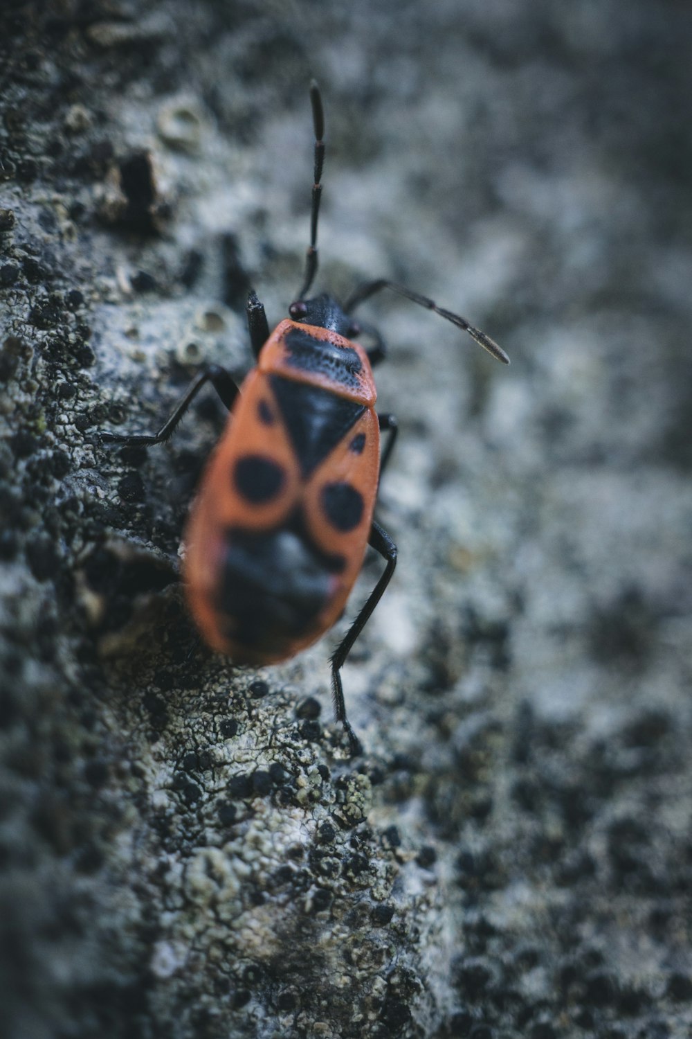 a close up of a bug on a rock