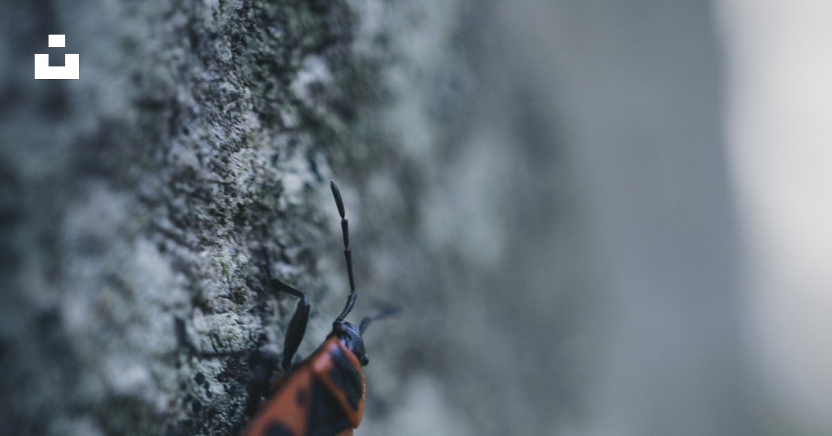 A red and black bug sitting on a rock photo – Free Grey Image on Unsplash