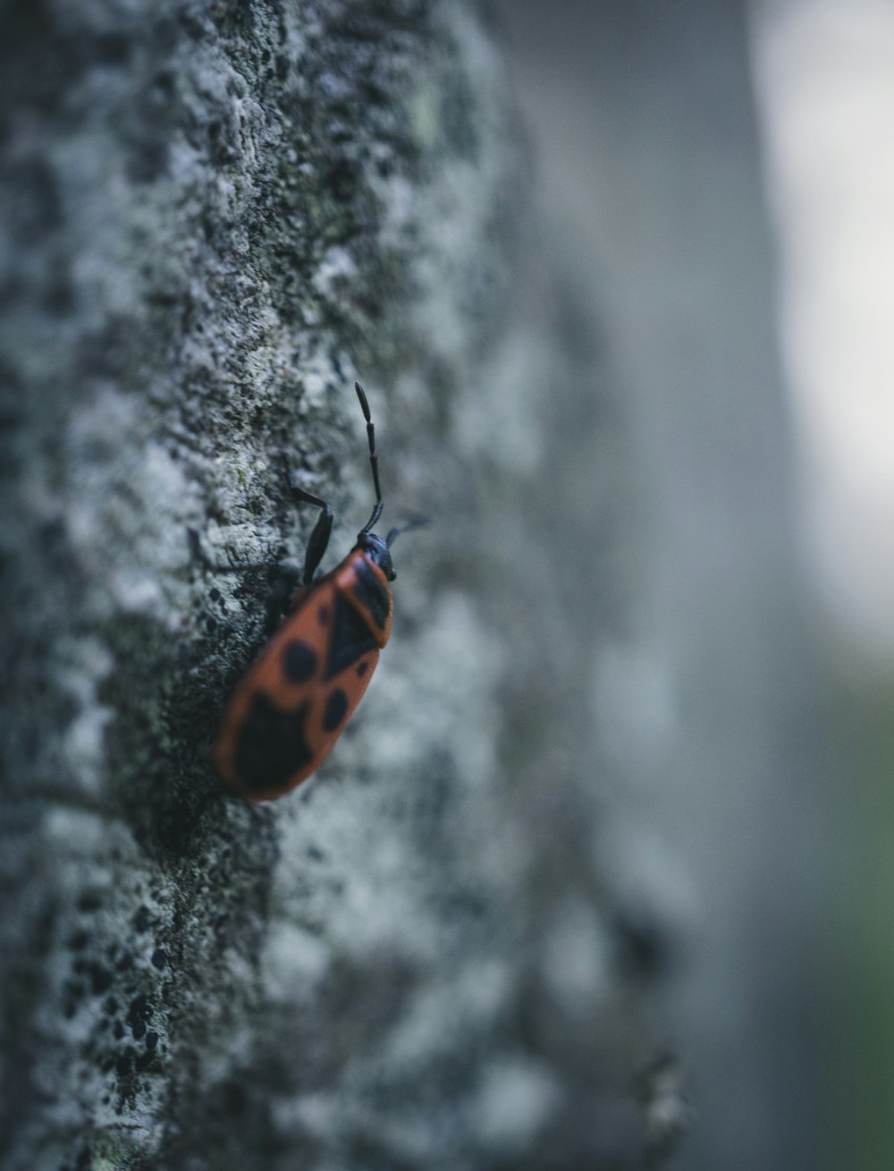 a red and black bug sitting on a rock