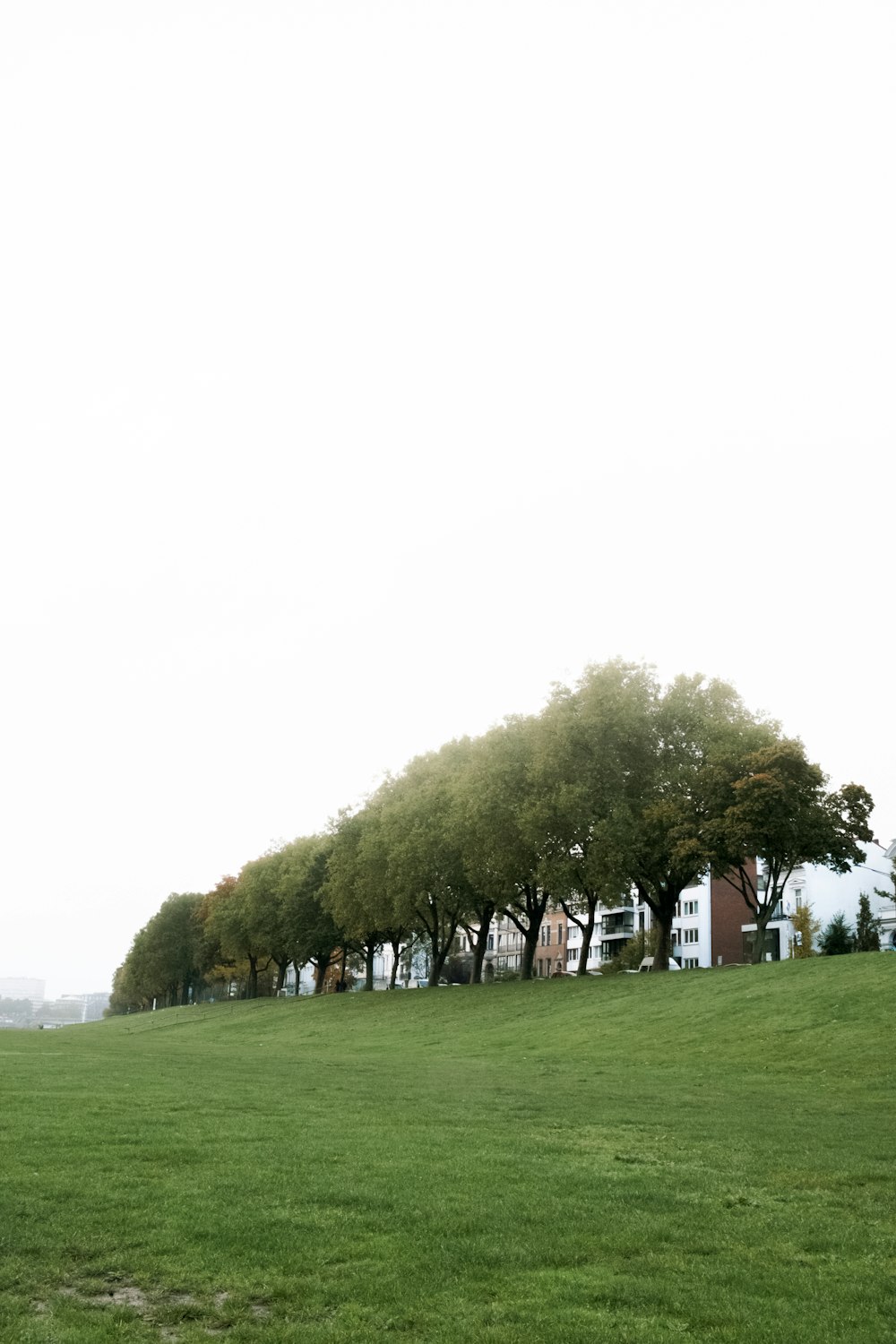 a group of trees on a grassy hill