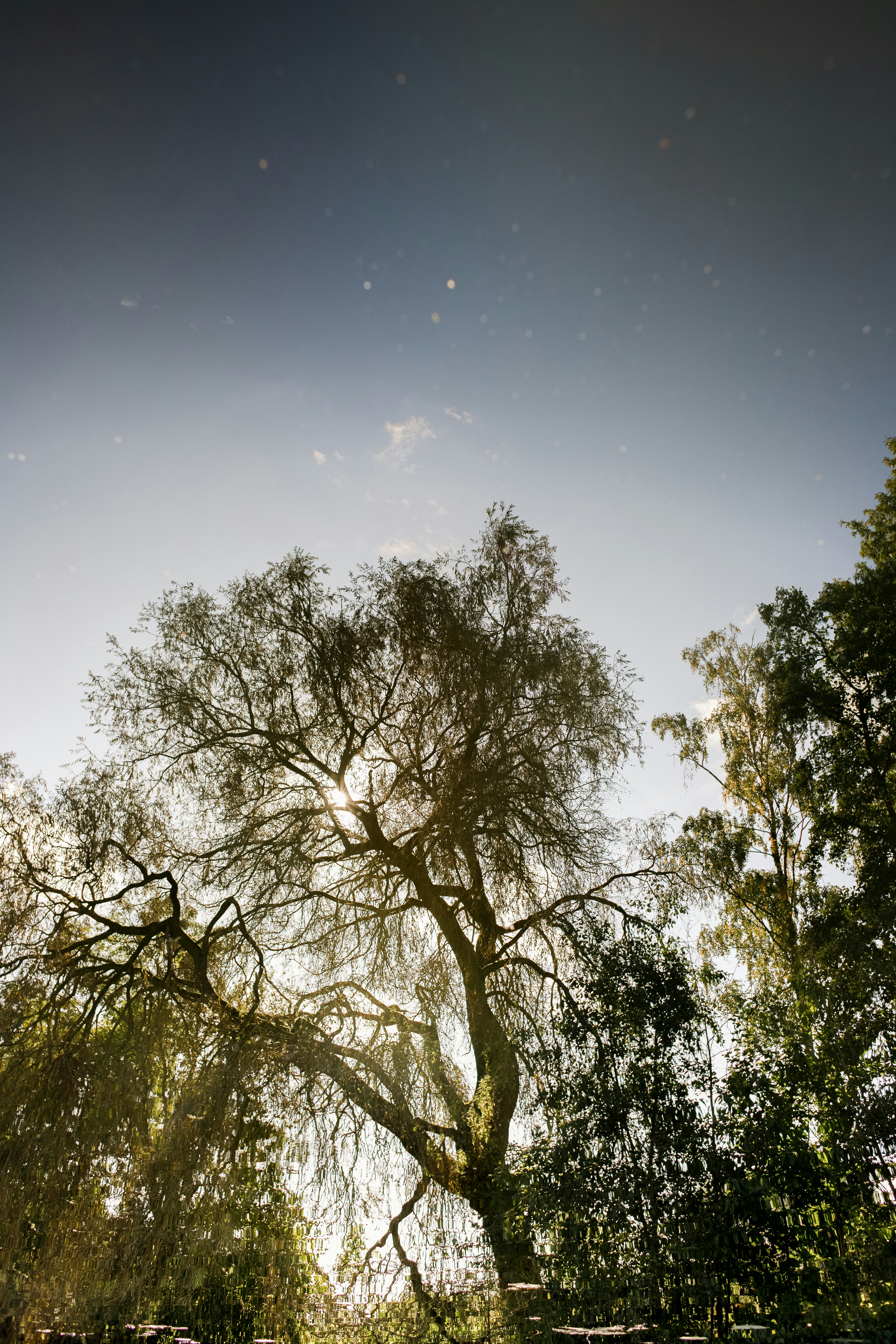 a large tree in the middle of a field