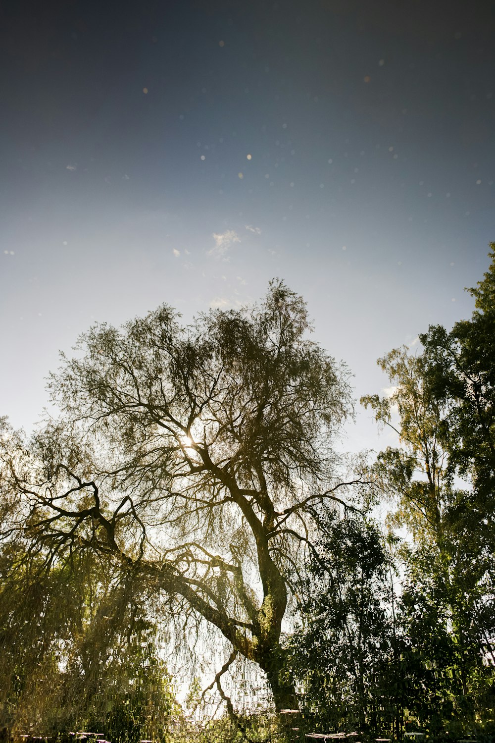 a large tree in the middle of a field