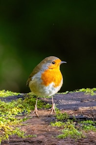a small orange and white bird standing on a log