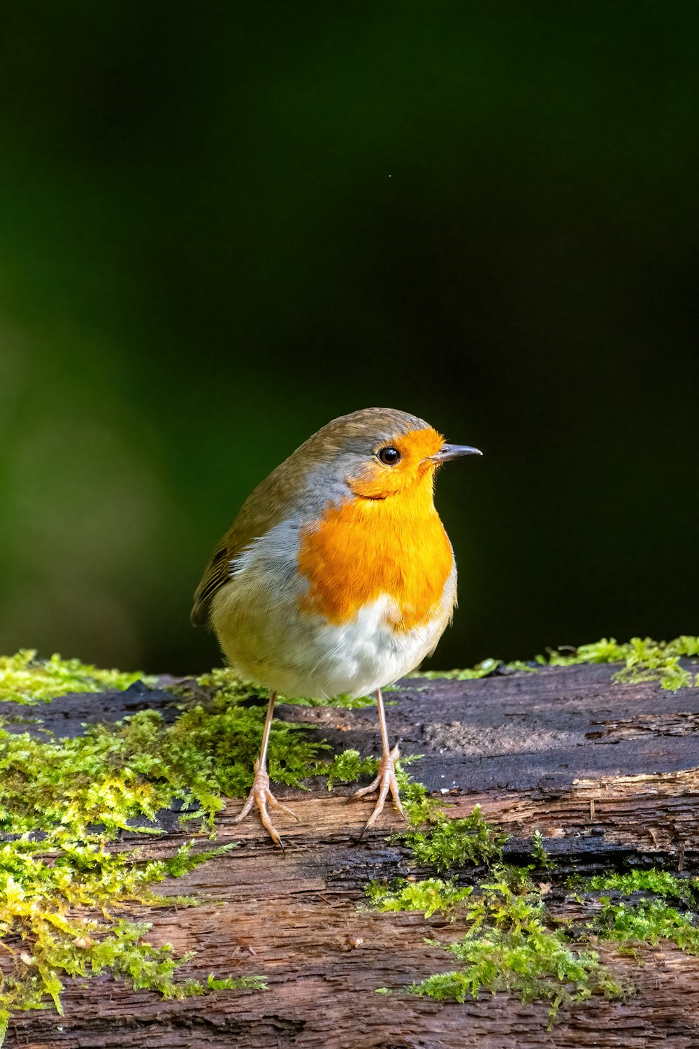 a small orange and white bird standing on a log
