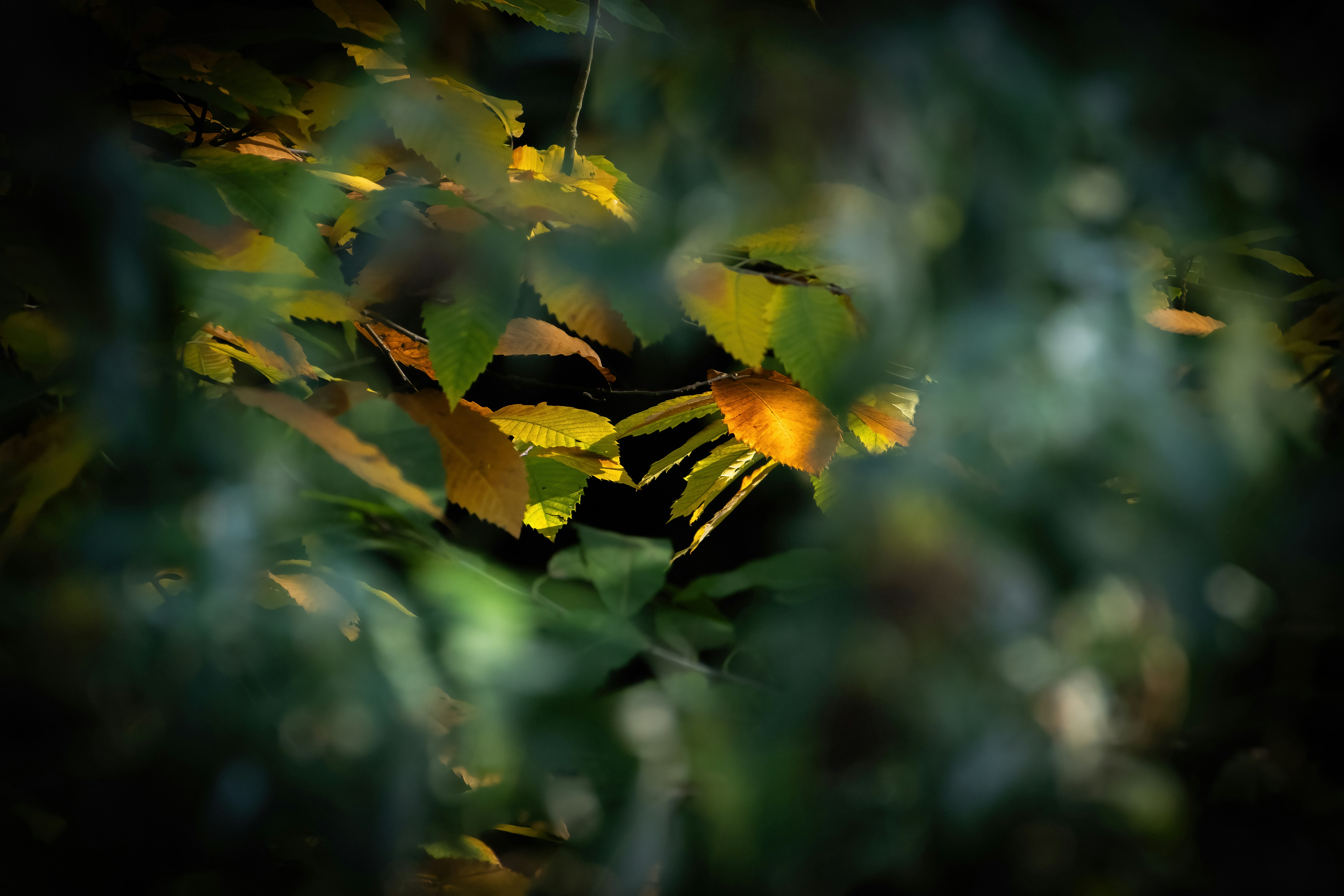 a bunch of leaves that are on a tree