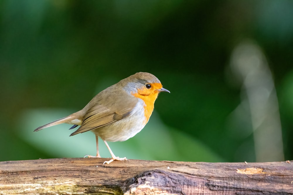 a small bird perched on a piece of wood