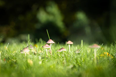 Group of people happily picking mushrooms in a lush Dzūkija forest under soft sunlight.