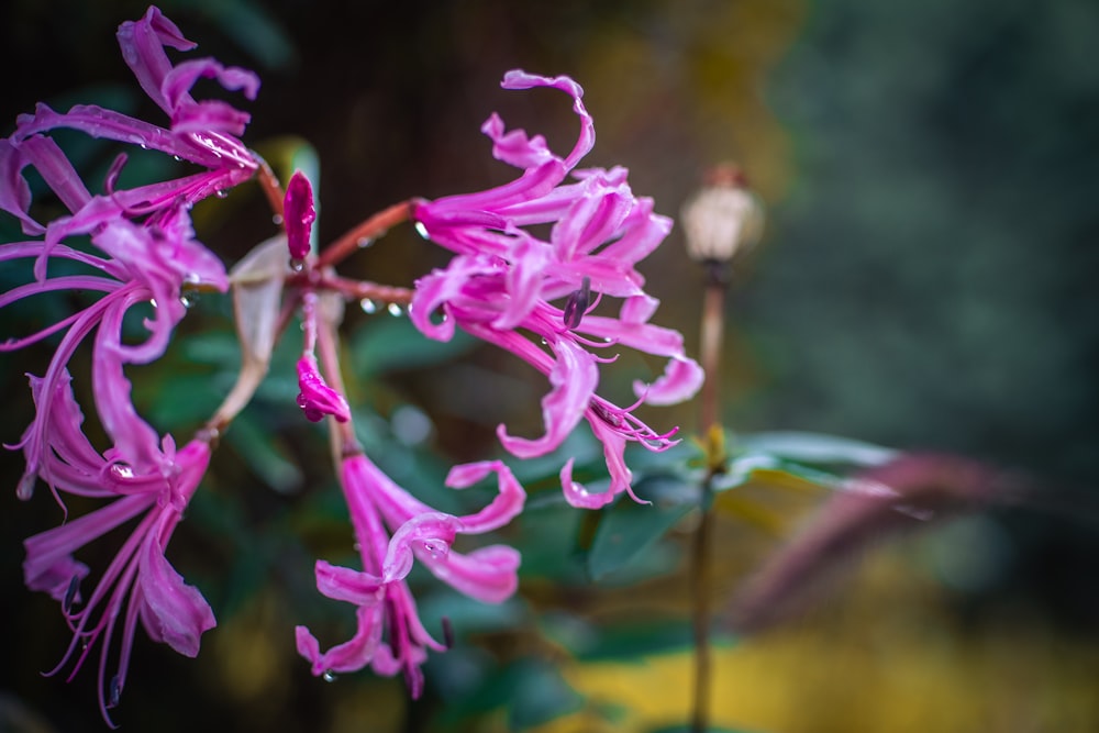 a close up of a pink flower with drops of water on it