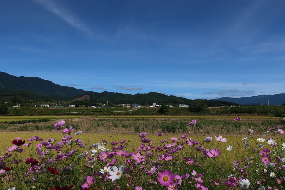 a field full of purple and white flowers