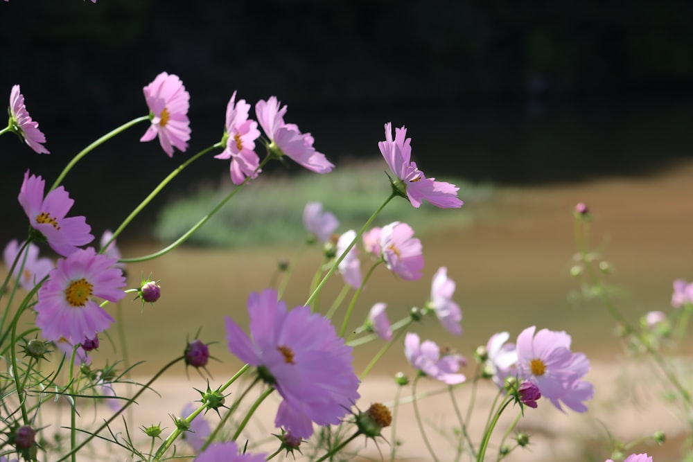 a bunch of flowers that are in the dirt