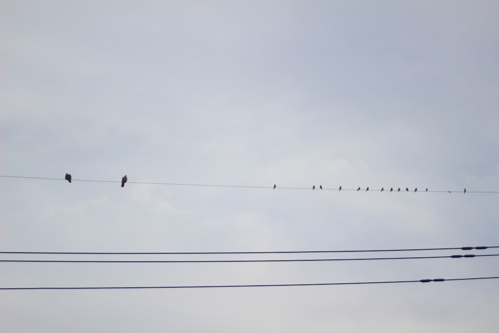 a flock of birds sitting on top of power lines