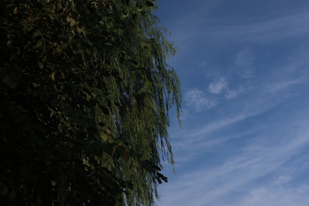a tree with leaves and a blue sky in the background